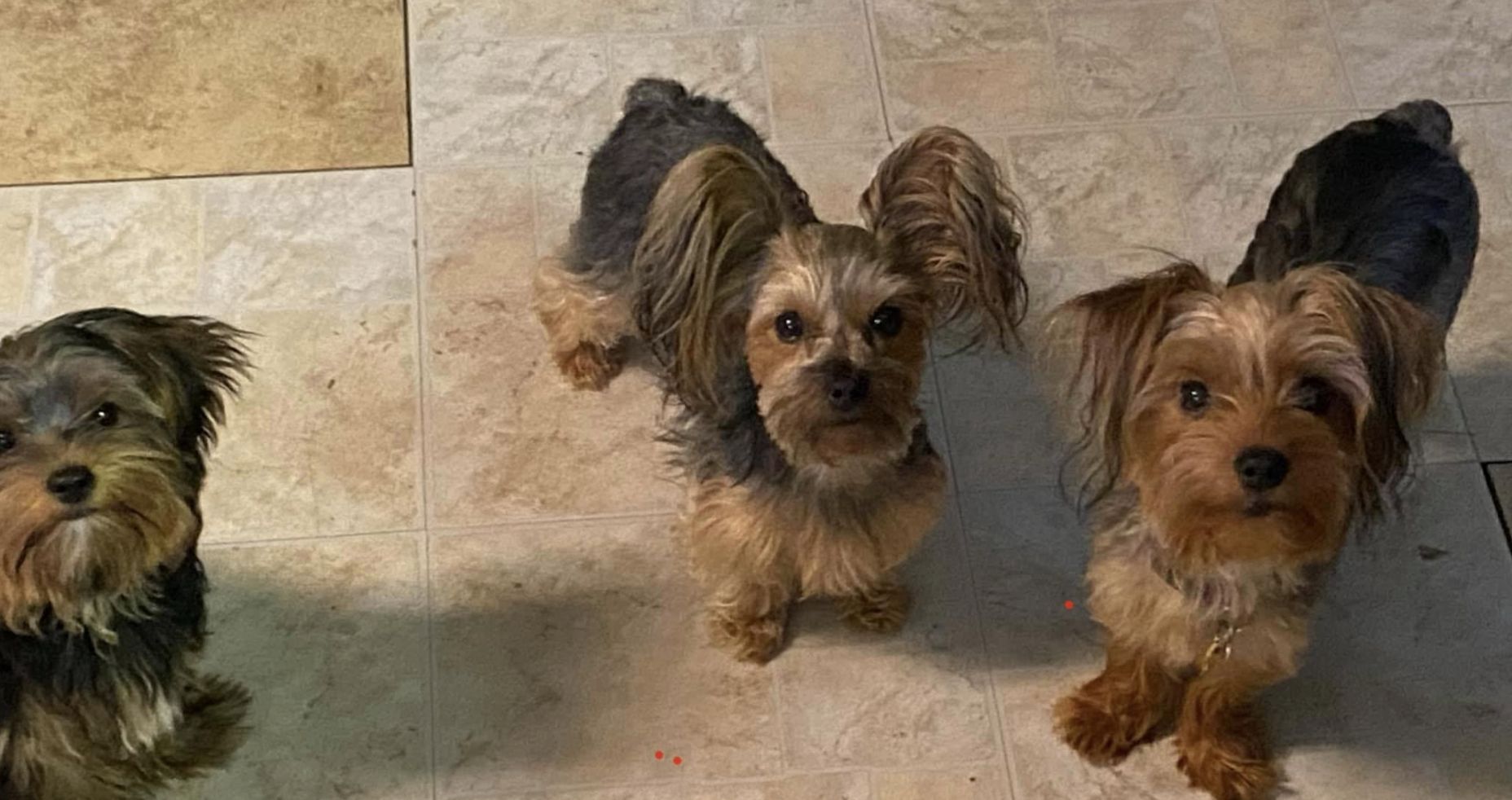 The Yorkie Playpen in Missouri Yorkshire Terrier puppies Good Dog