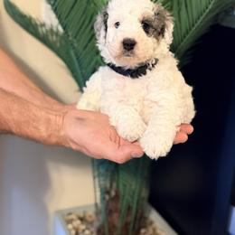 Travel - Black - Merle male Bernedoodle puppy in Charleston, South Carolina from Palm Belle Doodles