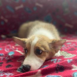 Female 1 - Sable female Pembroke Welsh Corgi puppy in Hueytown, Alabama from AAA Corgis
