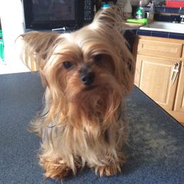 Ruby - Yorkshire Terrier
