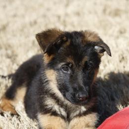 German Shepherd Puppies from di Casa Ortiz German Shepherds