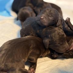 Boykin Spaniel Puppies from Hickory Hills Boykin Spaniel