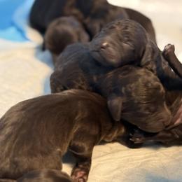 Boykin Spaniel Puppies from Hickory Hills Boykin Spaniel