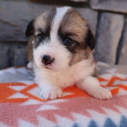 Female 3 Twix - Sable female Pembroke Welsh Corgi puppy in Bakersfield, California from Kern River Corgis