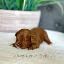 Orange Collar - Red male Cavapoo puppy in St George, Utah from Picture Perfect Doodles
