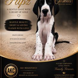 Flipz - Mantle male Great Dane puppy in Liberty, New York from Catskills Greatest Danes