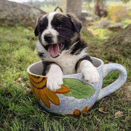 Peter - Tri-color male Border Collie puppy in Fresno, California from Alpine Tails