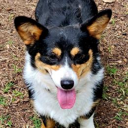 Delilah - Pembroke Welsh Corgi
