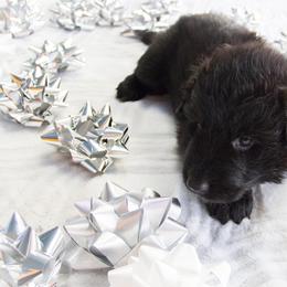 German Shepherd Puppies from Journey's German Shepherds (Kennel Vom Himmel)