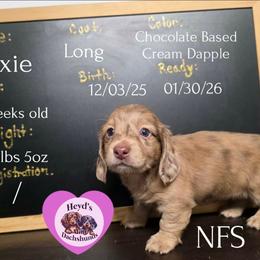 Cookie - Dapple female Dachshund puppy in Hoquiam, Washington from Heyd's Mini Dachshunds