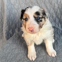 Boy 3 - Blue merle male Border Collie puppy in Centerville, Washington from Forthright Farms