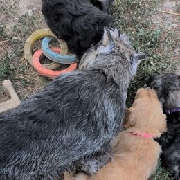 Golden Retrievers and Miniature Schnauzers from Bliss Creek MTN Meadows