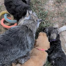 Golden Retrievers and Miniature Schnauzers from Bliss Creek MTN Meadows
