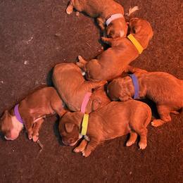 Cavapoo puppies from Patti’s Puppies