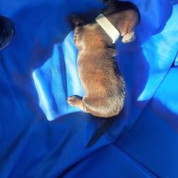 Dachshund Puppies from Royal purple doxies