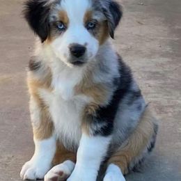 Australian Shepherds from Sager Wiggle Butt Aussies