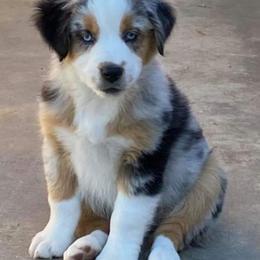 Australian Shepherds from Sager Wiggle Butt Aussies