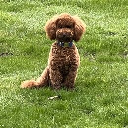 Goldendoodle and Maltipoo Puppies from Jessica's Maltipoo and Goldendoodle