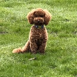 Goldendoodle and Maltipoo Puppies from Jessica's Maltipoo and Goldendoodle