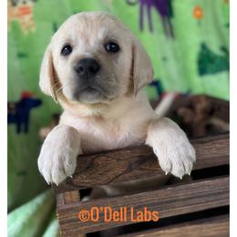 Argos - Yellow male Labrador Retriever puppy in Sullivan, Missouri from O’Dell Labs
