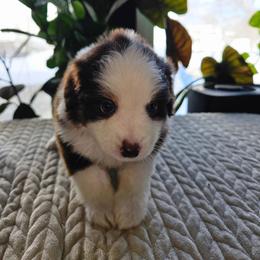 Aspen (pink girl) - Red tri-color female Miniature American Shepherd puppy in Griswold, Connecticut from Flatrock's Mini American Shepherd's