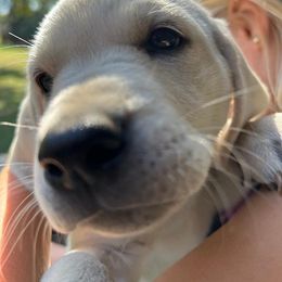 Girl 3 - female Labrador Retriever puppy in Earlham, Iowa from Family Labs
