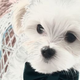 Boy 4 "Bandit" - White Maltese puppy in Haslet, Texas from Carisma Maltese