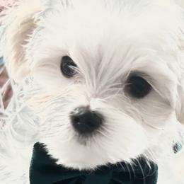 Boy 4 "Bandit" - White Maltese puppy in Haslet, Texas from Carisma Maltese