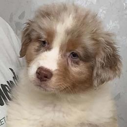 Bambi - Red merle female Australian Shepherd puppy in Zephyrhills, Florida from Highland Shelties & Aussies
