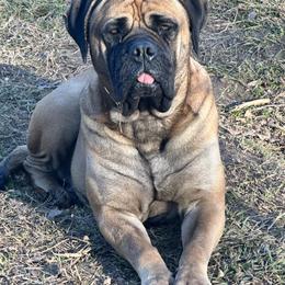 Dana - Bullmastiff