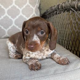 CKC Piper - Piebald female Dachshund puppy in Joshua Tree, California from Desert Dreams Ranch