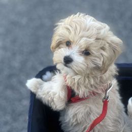 Goldendoodle, Maltipoo, and Yorkipoo Puppies from Doodle Pups Fur-Ever
