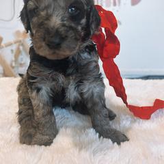 Assorted Doodle Crosses and Golden Aussiedoodle Puppies from Maria's Pups
