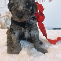 Assorted Doodle Crosses and Golden Aussiedoodle Puppies from Maria's Pups