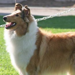 Collies from Meredith's Collies