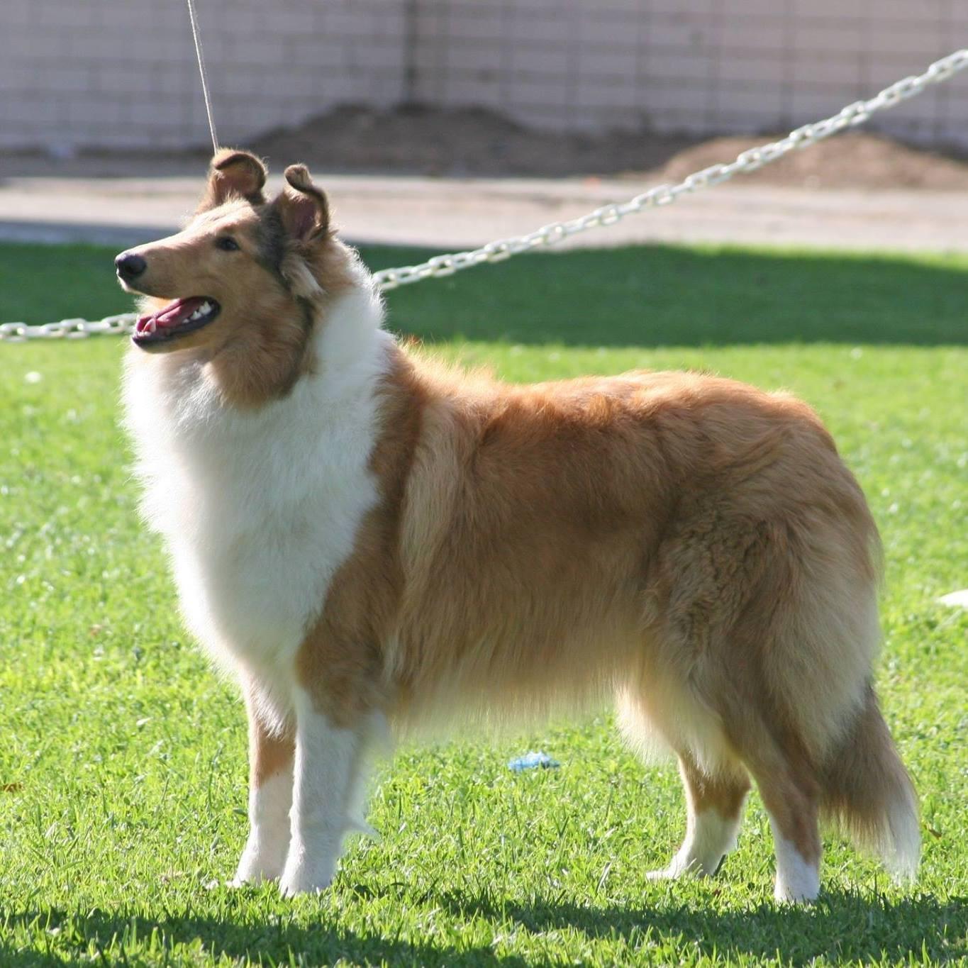 Meredith's Collies in California | Collie puppies | Good Dog