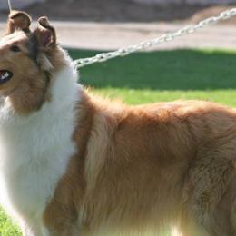 Collies from Meredith's Collies