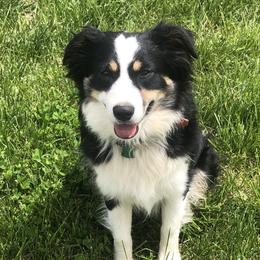 Josie - Miniature Australian Shepherd