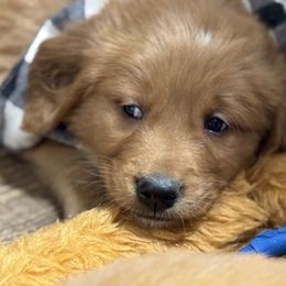Earl Grey - Dark golden male Golden Retriever puppy in Payette, Idaho from Stonewick Retrievers