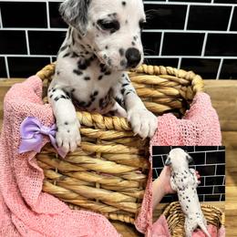 Dalmatian, Poodle, and Rhodesian Ridgeback Puppies from Ruffles, Ridges, & Spots!