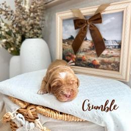 Crumble - Caramel male Australian Labradoodle puppy in Palmdale, California from Heavenly Doodles