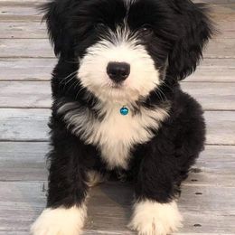 Tibetan Terrier Puppies from Zara Tibetan Terriers