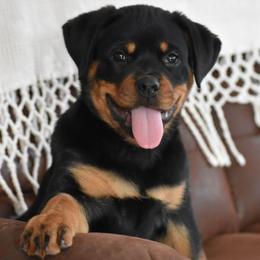 Dinah - Black and mahogany female Rottweiler puppy in Catawissa, Pennsylvania from Sharp Ridge Rottweilers