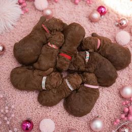 Girl 6 - Red  female Poodle puppy in Mc Henry, Illinois from Sunset Maple Poodles