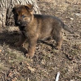 German Shepherd Puppies from Czech Working Lines