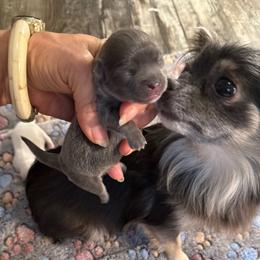 Bunny - Blue and tan female Chihuahua puppy in Summerfield, Florida from Uey’s Chihuahuas