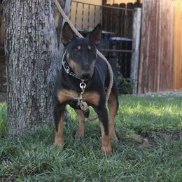Belgian Malinois Puppies from ROSC K9