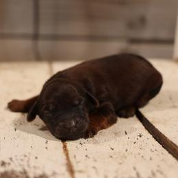 Patrick - Red male Whoodle puppy in West Bend, Iowa from Blue Skies Terriers
