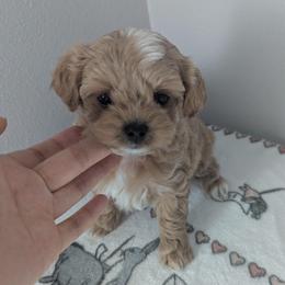 Mocha - Cream female Maltipoo puppy in Fife, Washington from Joyful Pups