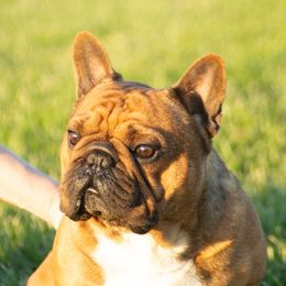 Pablo - French Bulldog